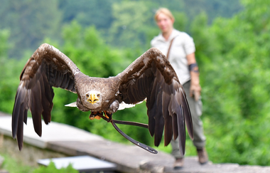 Greifenwarte Burg Guttenberg - Flugvorführungen & Falknerstunden | Haßmersheim | Neckartal | © Burg Guttenberg