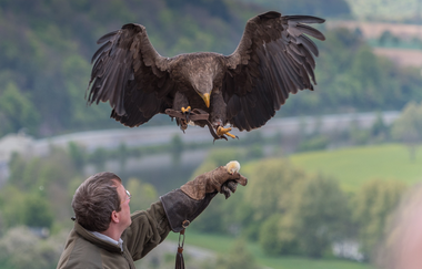 Deutsche Greifenwarte auf Burg Guttenberg | © Burg Guttenberg