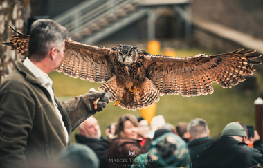 Greifenwarte Burg Guttenberg - Flugvorführungen & Falknerstunden | Haßmersheim | Neckartal | © Burg Guttenberg