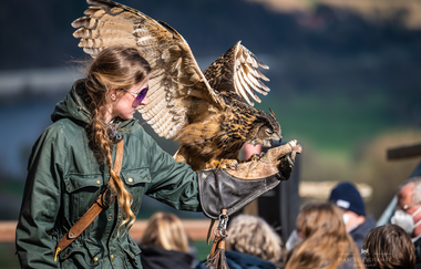 Greifenwarte Burg Guttenberg - Flugvorführungen & Falknerstunden | Haßmersheim | Neckartal | © Burg Guttenberg