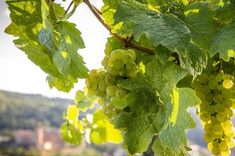 Weinblätter- und Weintrauben in den Weinbergen | © Heidelberg Marketing GmbH / Tobias Schwerdt