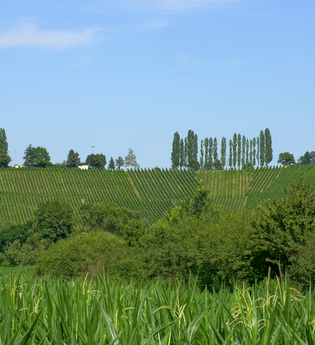Ellhofen | Weinsberger Tal | Ketzersberg | © Tourismus im Weinsberger Tal e.V.
