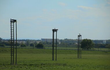 Die Walldörfer Weißstörche | © Beate Otto
