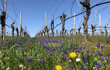 Weinerlebnisführungen in Brackenheim | Dorothee Hönnige | Frühling in den Weinbergen | © Neckar-Zaber-Tourismus e.V.