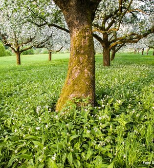 Bärlauch in Eberbach / Odenwald | © Andreas Held / Stadtverwaltung Eberbach