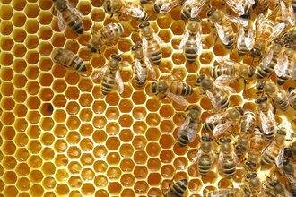 Honigwabe mit Bienen