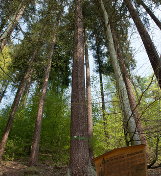 Einer der höchsten Bäume in Deutschland | © Dorothea Burkhardt