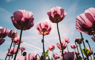 Erlenbacher Ölmühle - Öle & Essige aus eigener Herstellung | Erlenbach | HeilbronnerLand | © Erlenbacher Ölmühle | Stefan Kerner
