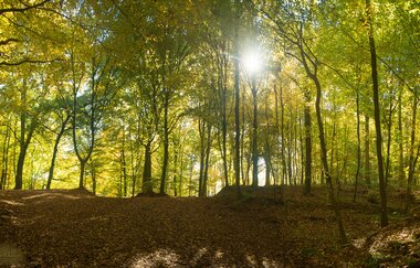 Exotenwald Weinheim