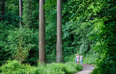 Drei Personen stehen auf einem Waldweg im Exotenwald Weinheim umgeben von hohen Bäumen und dichtem Grün. | © Tourimia Tourismus GmbH | Florian Trykowski