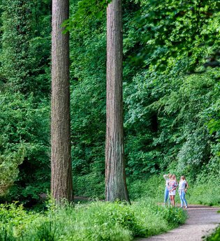 Drei Personen stehen auf einem Waldweg im Exotenwald Weinheim umgeben von hohen Bäumen und dichtem Grün. | © Tourimia Tourismus GmbH | Florian Trykowski