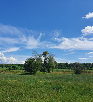 Flächennaturdenkmal Sandgrube am Todtschlag | © BTMV Bruchsal