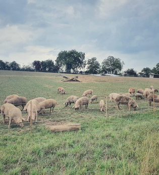 Schweine grasen auf einer eingezäunten Weide