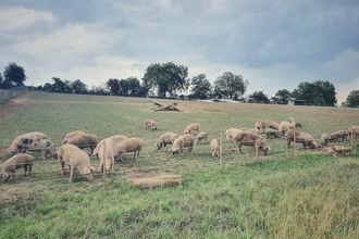 Schweine grasen auf einer eingezäunten Weide