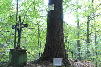 Das eiserne Wegkreuz steht im Hirschhorner Wald. Zwei Tafeln erläutern, was es damit auf sich hat. | © Neckarsteig-Büro