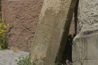 Fuhrwerkspoller in Kraichtal-Gochsheim | © Foto von Marcel Hasübert