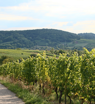 Galgenberg Rauenberg - Malschenberg (257m) | © Landratsamt Rhein-Neckar-Kreis