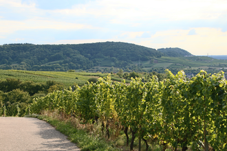 Galgenberg Rauenberg - Malschenberg (257m) | © Landratsamt Rhein-Neckar-Kreis