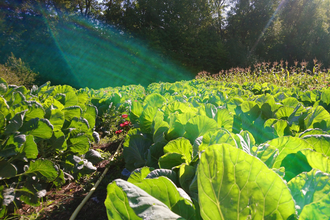 Gärtnerei Krummrein-Bruder | © Hohenlohe Schwäbisch Hall