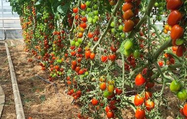 Tomaten im Spalier angebaut