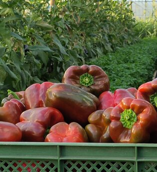 Paprika frisch geerntet in Kisten
