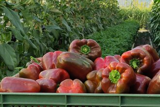 Paprika frisch geerntet in Kisten