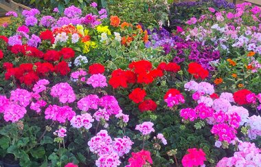 Blumen und Jungpflanzen zum Verkauf