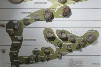 Geologisch-Paläontologisches Museum