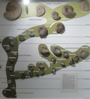 Geologisch-Paläontologisches Museum