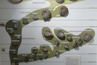 Geologisch-Paläontologisches Museum