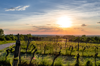 Goldberg - die aussichtsreiche Weinlage in Bad Schönborn