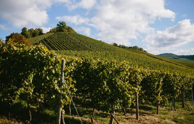 Helfenberger Schlossberg | Ilsfeld | Heilbronner Land | © Golter - Weingut im Klee GbR