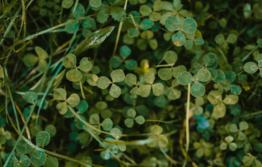 Klee im Weinberg der Familie Golter | Ilsfeld | Heilbronner Land | © Golter -Weingut im Klee GbR