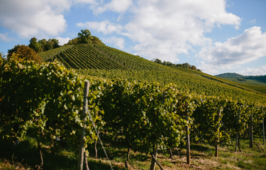 Helfenberger Schlossberg | Ilsfeld | Heilbronner Land | © Golter - Weingut im Klee GbR