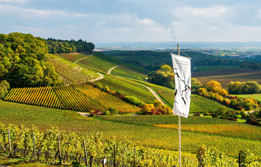 Imagebild Weinausschankhütten HeilbronnerLand. Ausblick in die Weinberge. | © Touristikgemeinschaft HeilbronnerLand