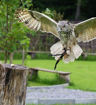 Flugvorführungen und Falkner-Workshops in der Greifvogelanlage am Spatzenwald | Wüstenrot | HeilbronnerLand | © Greifvogelanlage am Spatzenwald