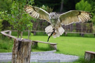 Flugvorführungen und Falkner-Workshops in der Greifvogelanlage am Spatzenwald | Wüstenrot | HeilbronnerLand | © Greifvogelanlage am Spatzenwald