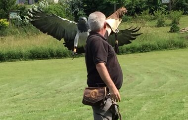 Flugvorführungen und Falkner-Workshops in der Greifvogelanlage am Spatzenwald | Wüstenrot | HeilbronnerLand | © Greifvogelanlage am Spatzenwald