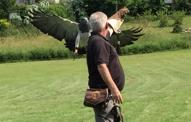 Flugvorführungen und Falkner-Workshops in der Greifvogelanlage am Spatzenwald | Wüstenrot | HeilbronnerLand | © Greifvogelanlage am Spatzenwald