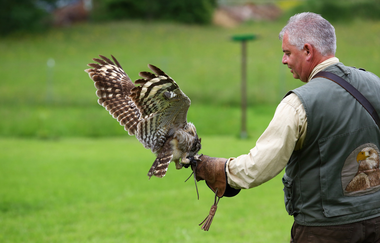 Flugvorführungen und Falkner-Workshops in der Greifvogelanlage am Spatzenwald | Wüstenrot | HeilbronnerLand | © Greifvogelanlage am Spatzenwald