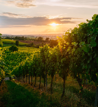 Sonnenuntergang bei Michelbach Öhringen | © Hohenloher Perlen