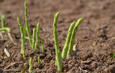 Grötzingers Bauernschänke | Brackenheim-Dürrenzimmern | Spargelfeld | © Neckar-Zaber-Tourismus e.V.