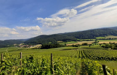 Grüne Weinberge mit einem sonnigen blauen Himmel | © Touristikgemeinschaft Hohenlohe e. V. | Gsälz Laden Fleisch