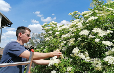 Ein Mann erntet Holunderblüten vom Strauch | © Touristikgemeinschaft Hohenlohe e. V. | Gsälz Laden Fleisch