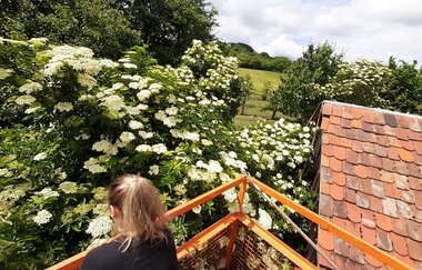 Eine Frau erntet Holunderblüten vom Busch | © Touristikgemeinschaft Hohenlohe e. V. | Gsälz Laden Fleisch
