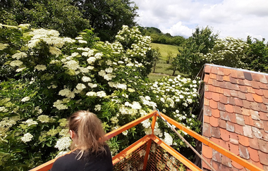 Eine Frau erntet Holunderblüten vom Busch | © Touristikgemeinschaft Hohenlohe e. V. | Gsälz Laden Fleisch