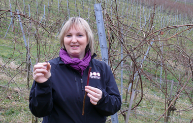 Weinerlebnisführerin Gudrun Ungerer erklärt im Weinberg den Aufbau von Rebstöcken | © Touristikgemeinschaft Hohenlohe e.V. | Weingut Ungerer