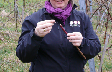 Weinerlebnisführerin Gudrun Ungerer erklärt im Weinberg den Aufbau von Rebstöcken | © Touristikgemeinschaft Hohenlohe e.V. | Weingut Ungerer