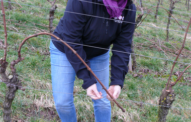 Weinerlebnisführerin Gudrun Ungerer erklärt im Weinberg das Anbinden von den Trieben der Rebstöcke | © Touristikgemeinschaft Hohenlohe e.V. | Weingut Ungerer