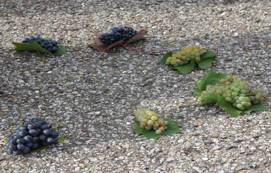 Verschiedene rote und weiße Rebsorten liegen auf Blättern am Boden bereit damit Weinerlebnisführerin Gudrun Ungerer hier erklären und Unterschiede aufweisen kann | © Touristikgemeinschaft Hohenlohe e.V. | Weingut Ungerer